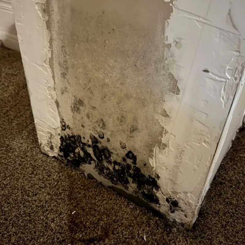 Professional Mold Removal in Plainview, NE